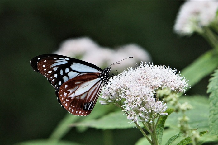s-6Z7I9166アサギマダラ