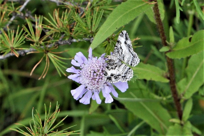 s-6Z7I9292シロシタオビエダシャク