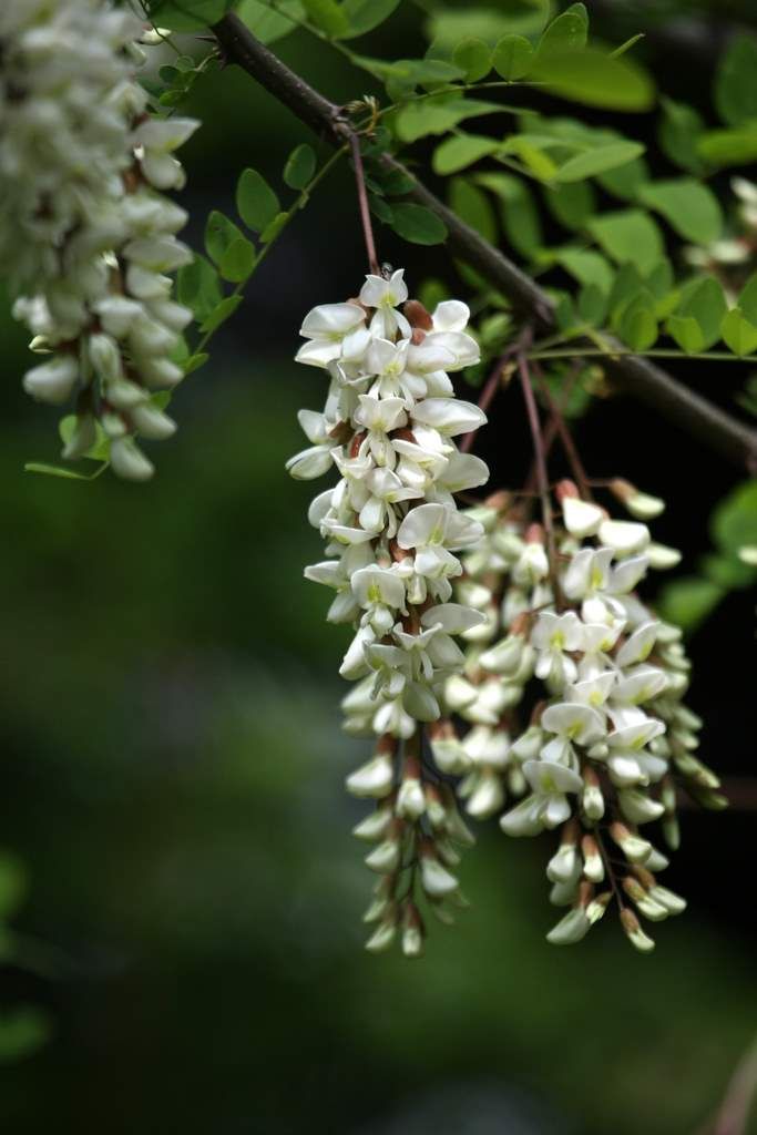 ようこそ軽井沢へ 赤 白 黄色 アカシア