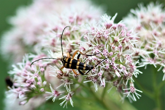 s-7I3A5190ヨツスジハナカミキリ