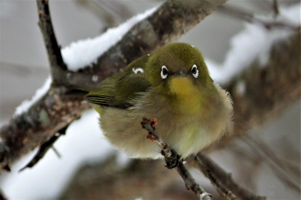 ようこそ軽井沢へ 雪中メジロ