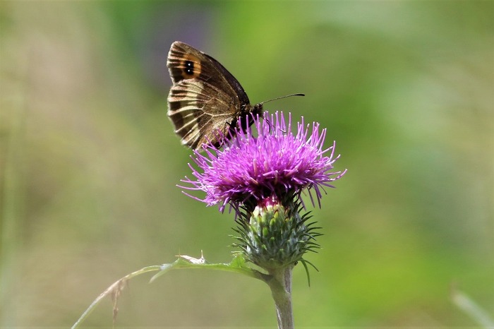 s-7I3A4633ベニヒカゲ