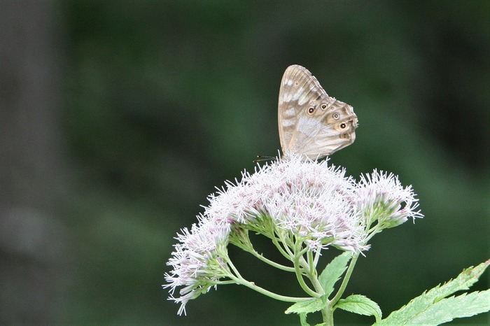 s-6Z7I9125ヒカゲチョウ