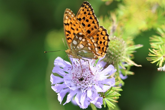 s-7I3A4906ウラギンヒョウモン