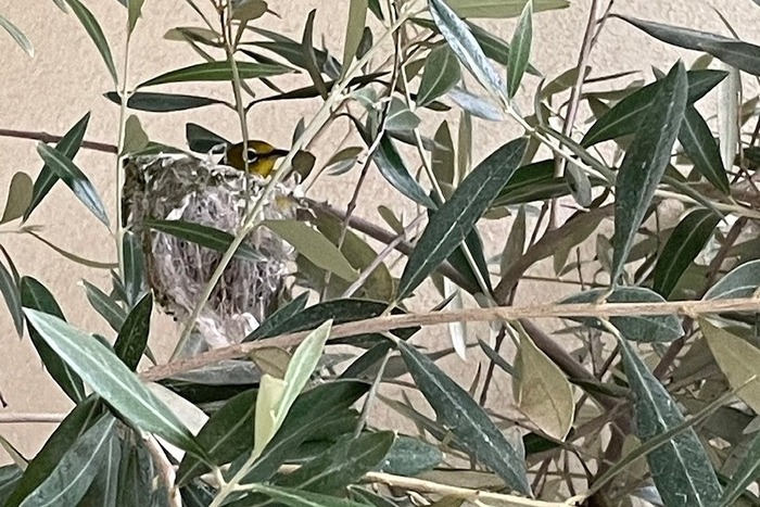 s-517464443907473809