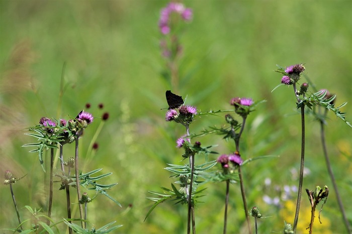 s-7I3A4614ノアザミ　ワレモコウ