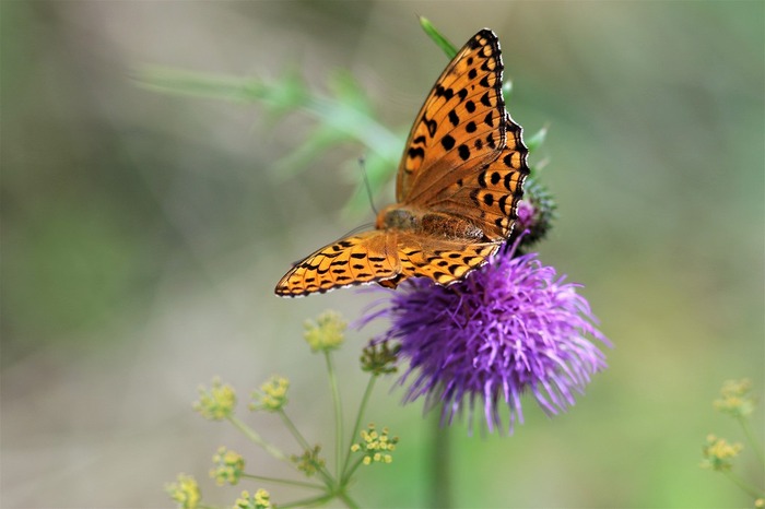 s-7I3A4930ウラギンヒョウモン