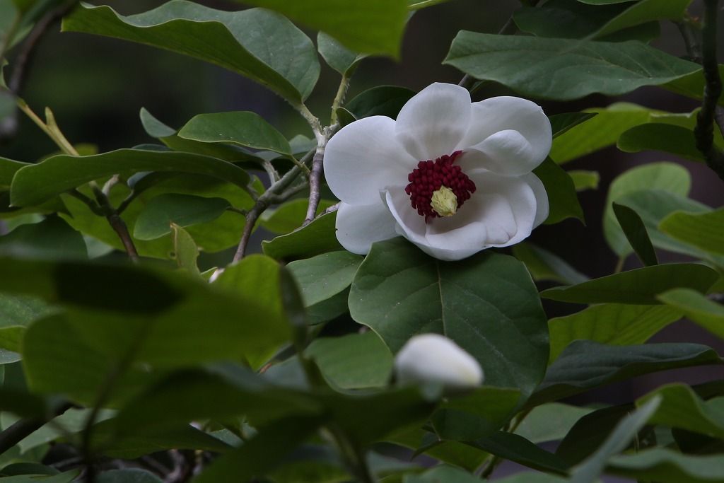 ようこそ軽井沢へ オオヤマレンゲ