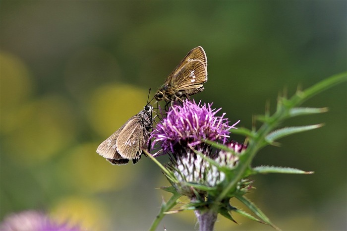 s-7I3A4588オオチャバネセセリ