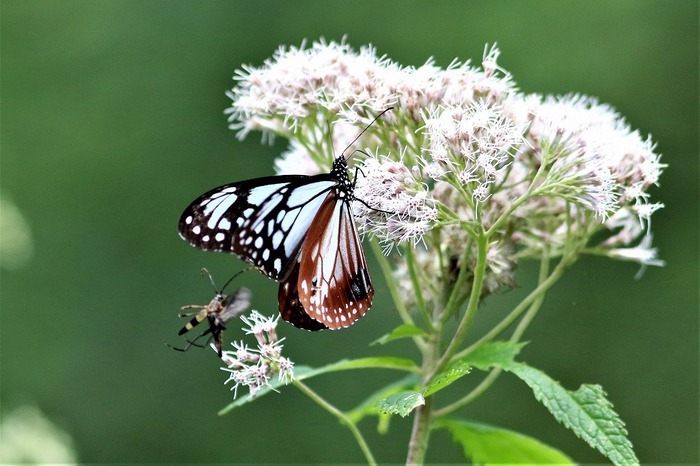 s-7I3A5110アサギマダラとカミキリ