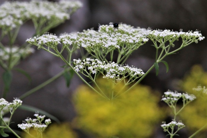 ようこそ軽井沢へ 軽井沢周辺の植物図鑑