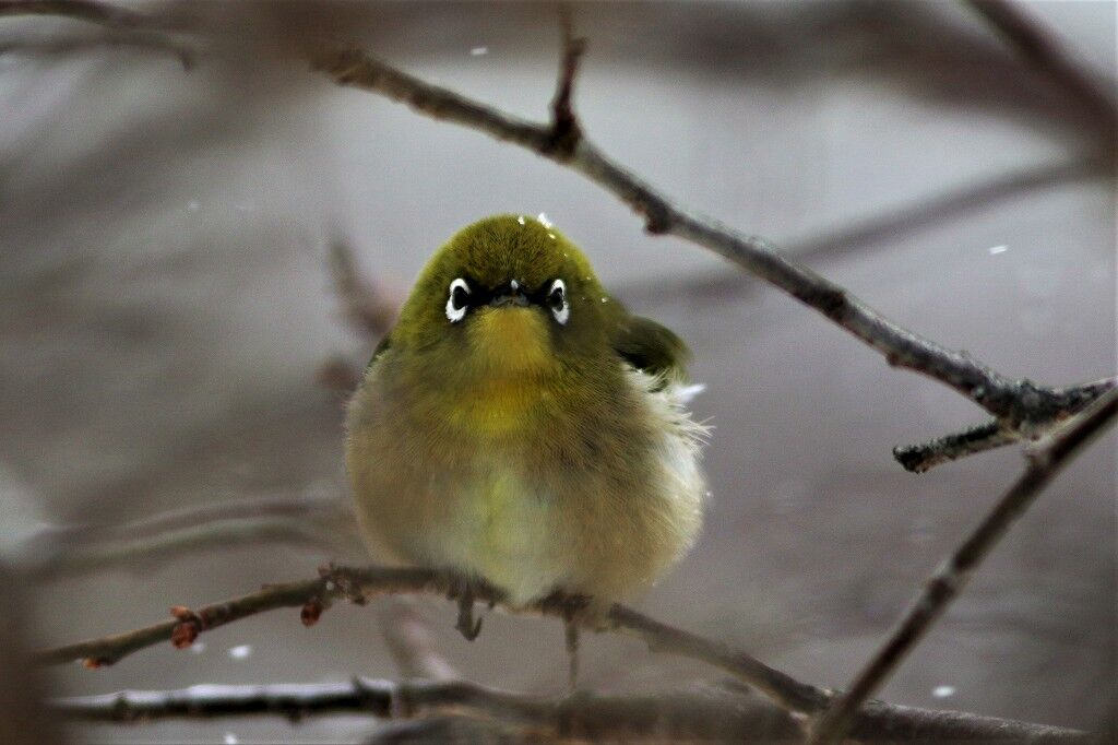 ようこそ軽井沢へ 雪中メジロ