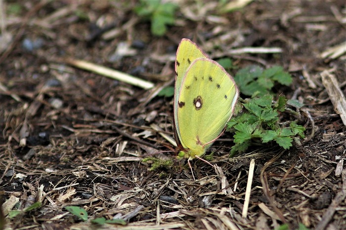 s-7I3A4713モンキチョウ