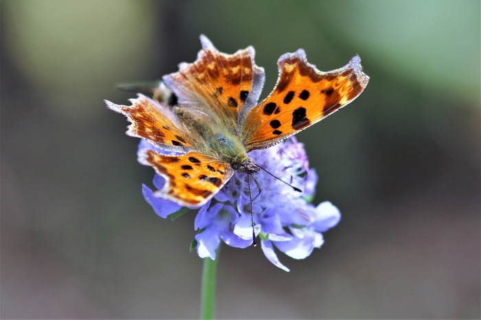 s-7I3A4901シータテハ