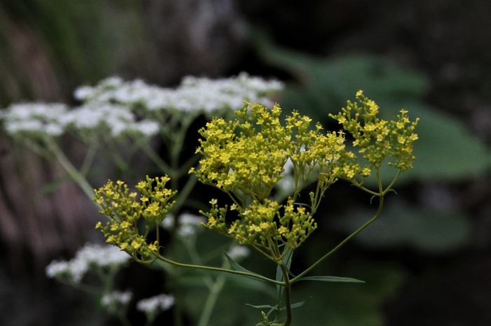 ようこそ軽井沢へ 軽井沢周辺の植物図鑑