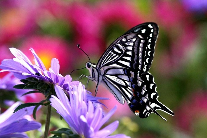 s-o1024068214607832090[1]