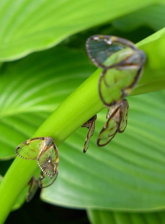 536273814_1081579594184163_8441141843244647337_n (1)