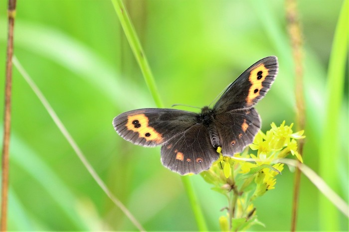 s-7I3A4810ベニヒカゲ