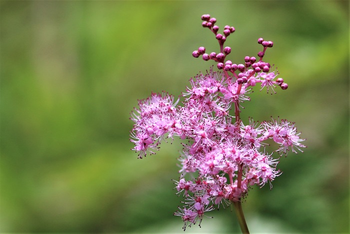 7I3A4830シモツケソウ