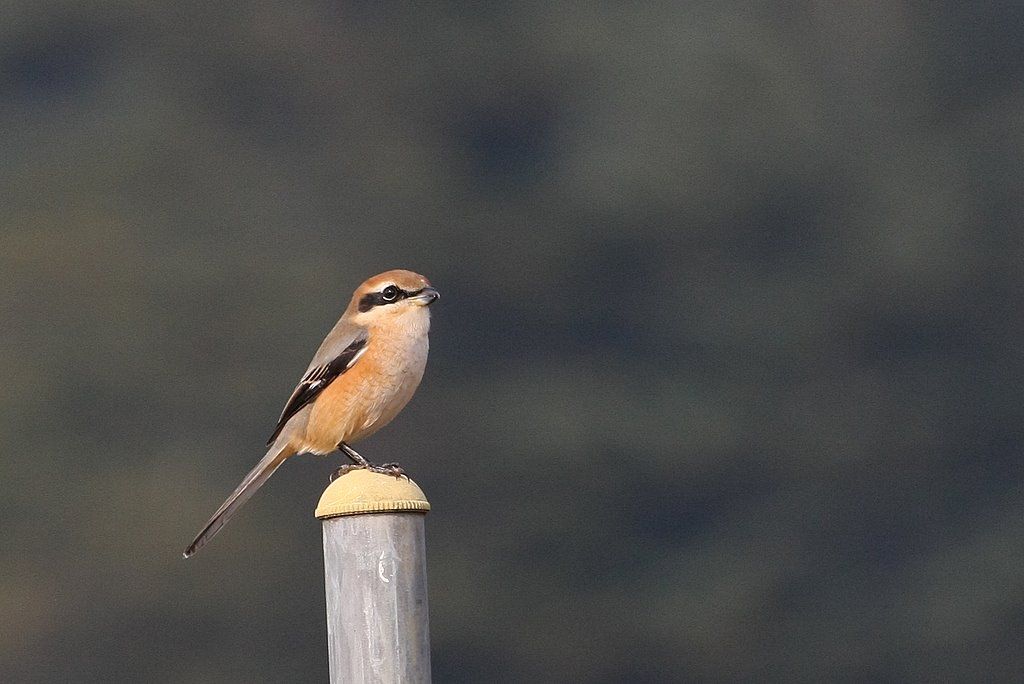 ようこそ軽井沢へ 私ってかわいい モズ