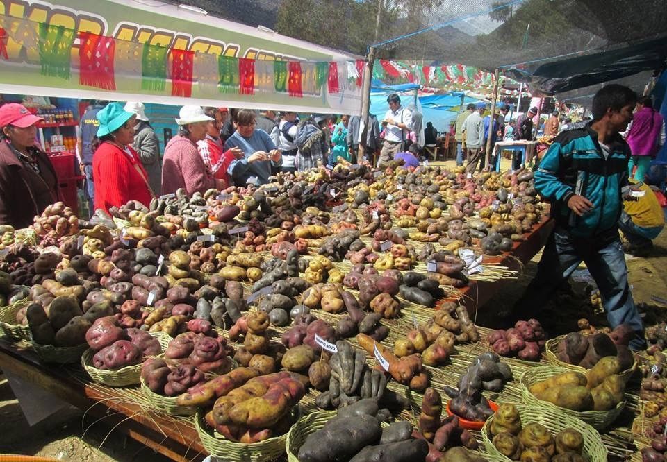 週末の農作業 ジャガイモを植える ペルーからの便り