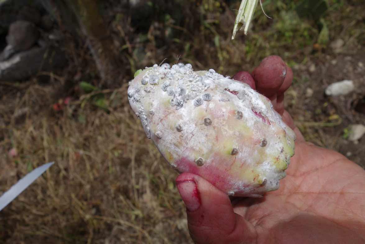 週末の畑仕事 Tuna収穫 編 ペルーからの便り 週末の畑仕事 Tuna収穫 編 ペルーからの便り