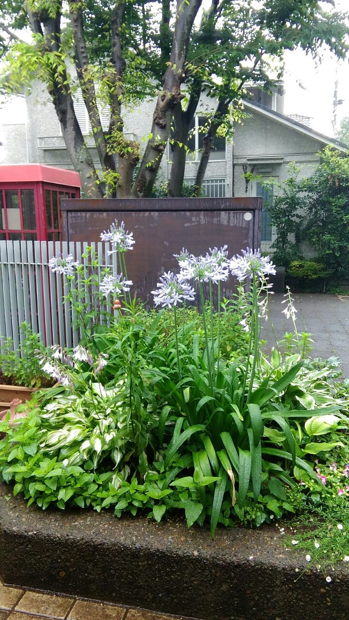柏の葉三丁目集会所の花壇にアガパンサスの花が咲いています 三丁目のお花の好きな有志の方々が作って下さっているお花畑です 柏の葉サポート隊 ひふみ