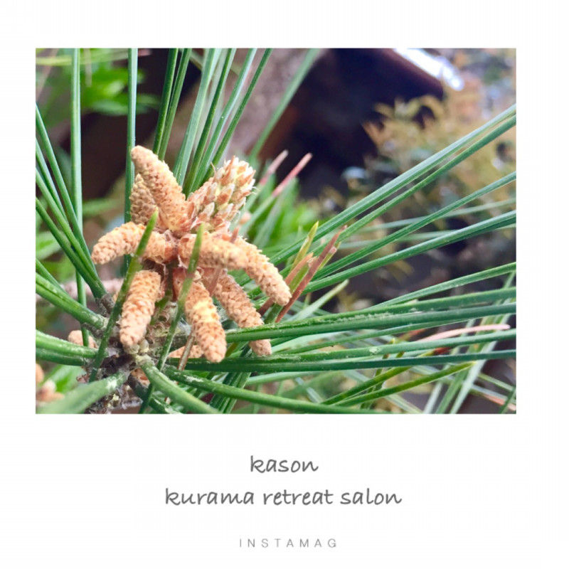 パインポーレン 松の花粉 Kurama Retreat Salon 華存