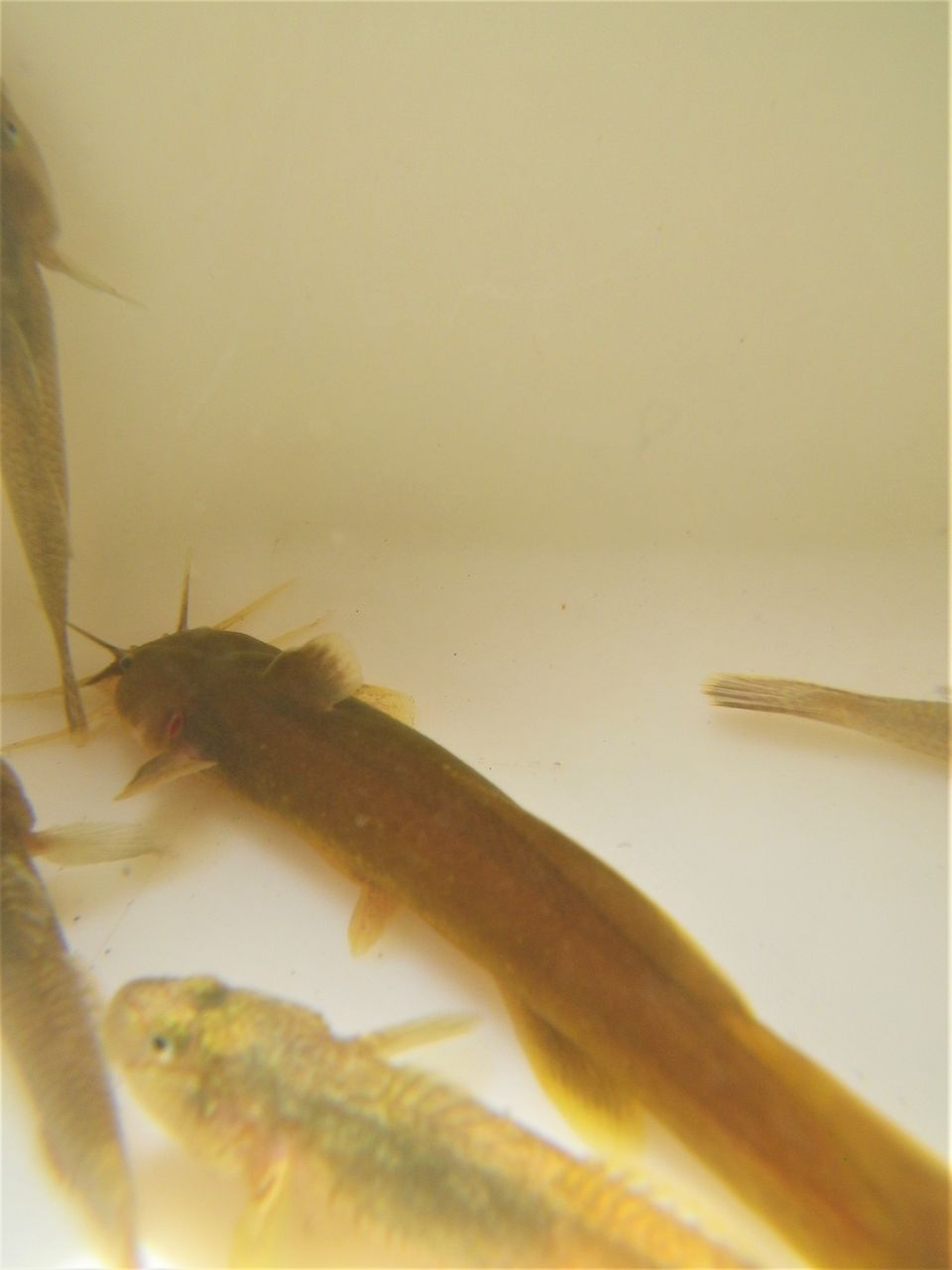 あおぞらとかめれおんさんーあかざ カスパーくんとパイドくん