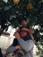 グレープフルーツ狩り かすっぺの旅日記