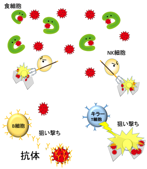 VvsP battle