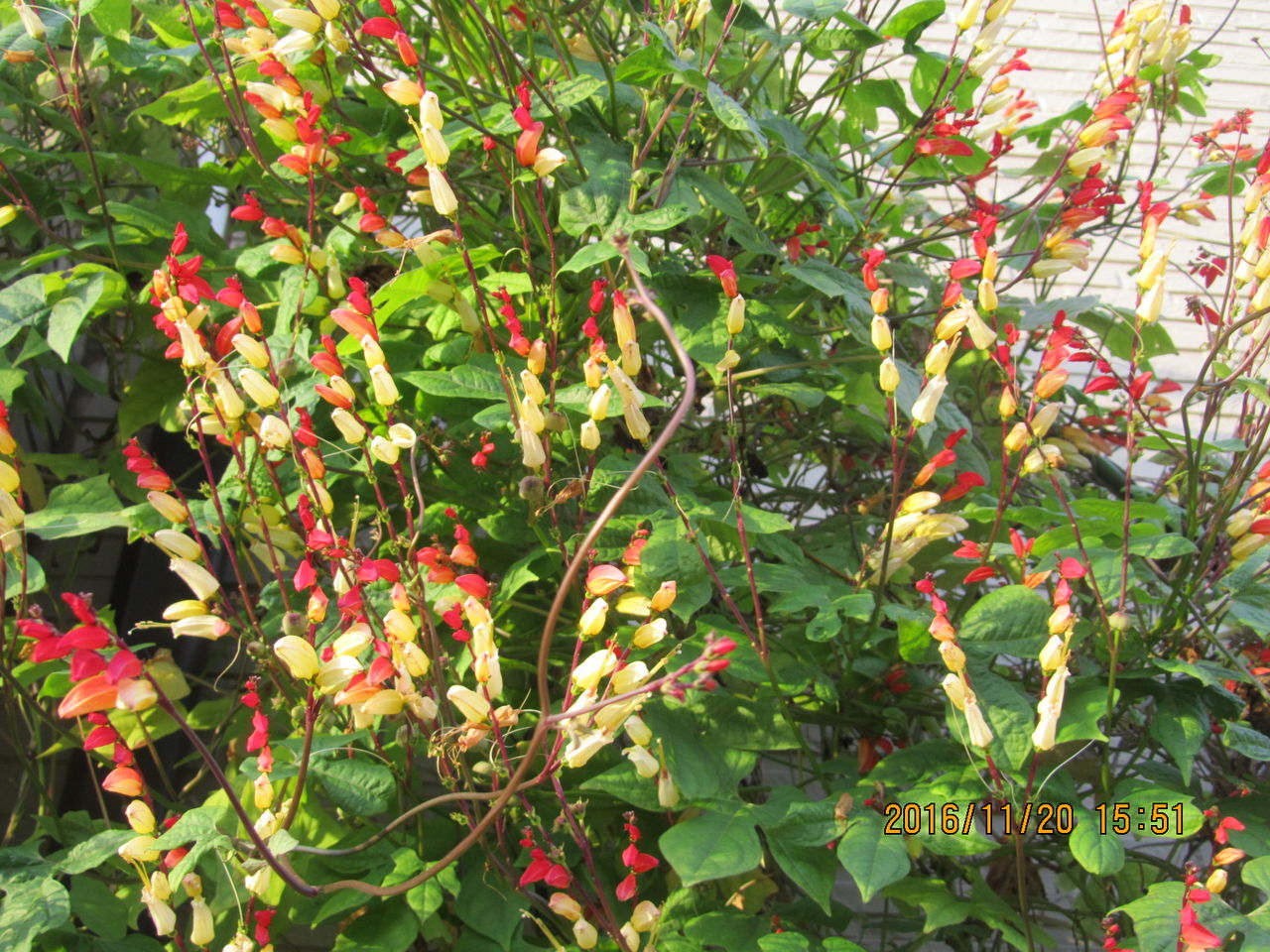 ミナロバータ 四季の移ろいと共に三鷹だより