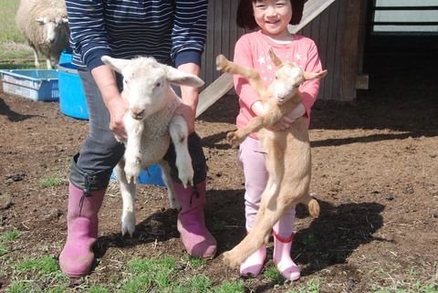 2023子羊と子ヤギ
