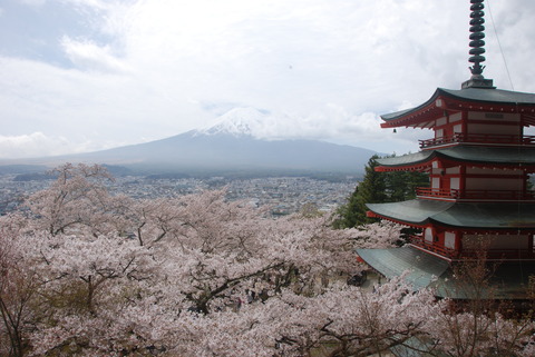 2023新倉山望む桜と富士山