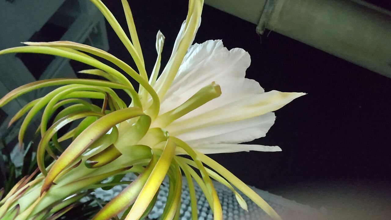撮れたて ドラゴンフルーツの花 みいこの部屋