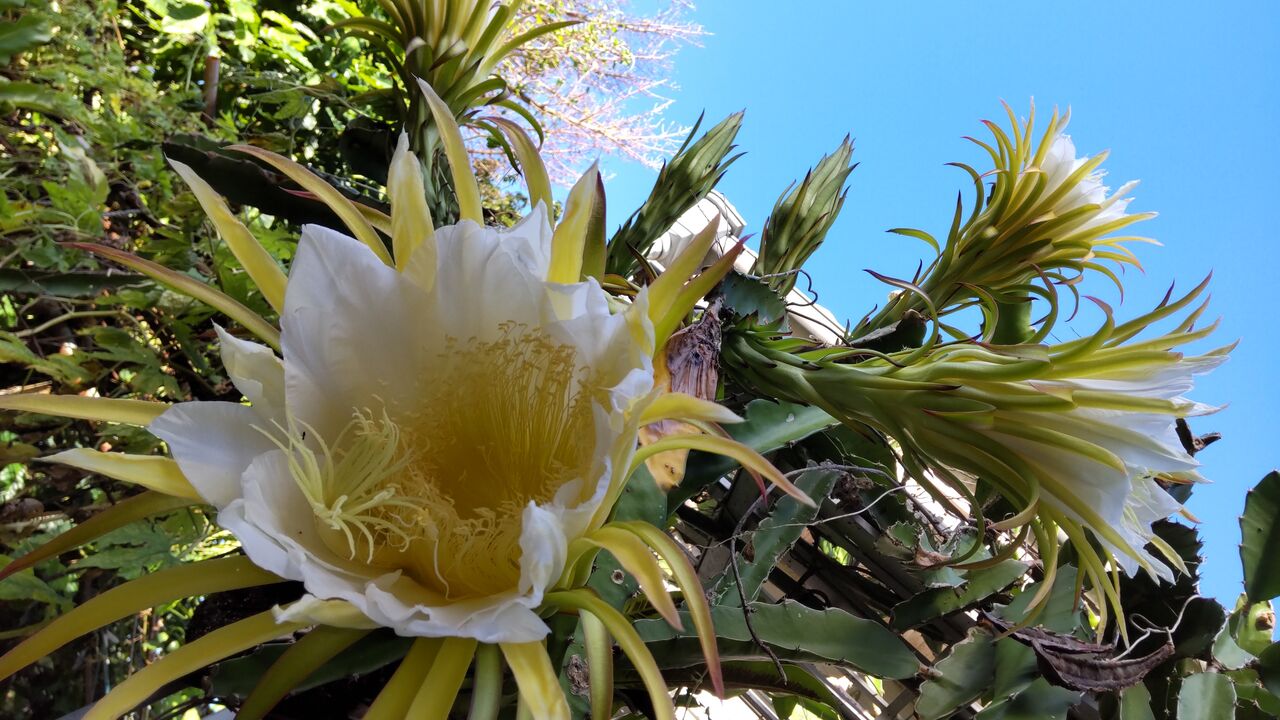 今朝の撮りたて 大輪のドラゴンフルーツの花 みいこの部屋