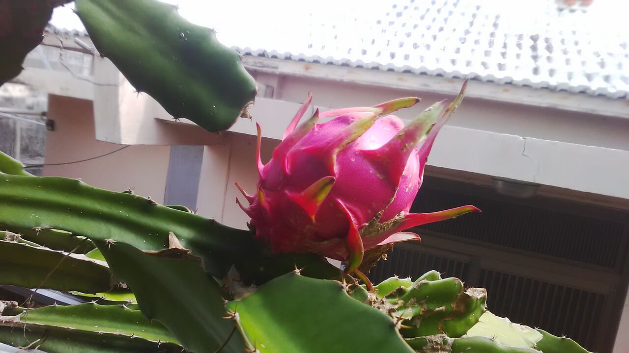 庭のドラゴンフルーツとニラの花と雨上がりの雨しずく みいこの部屋 庭のドラゴンフルーツとニラの花と雨上がりの雨しずく みいこの部屋
