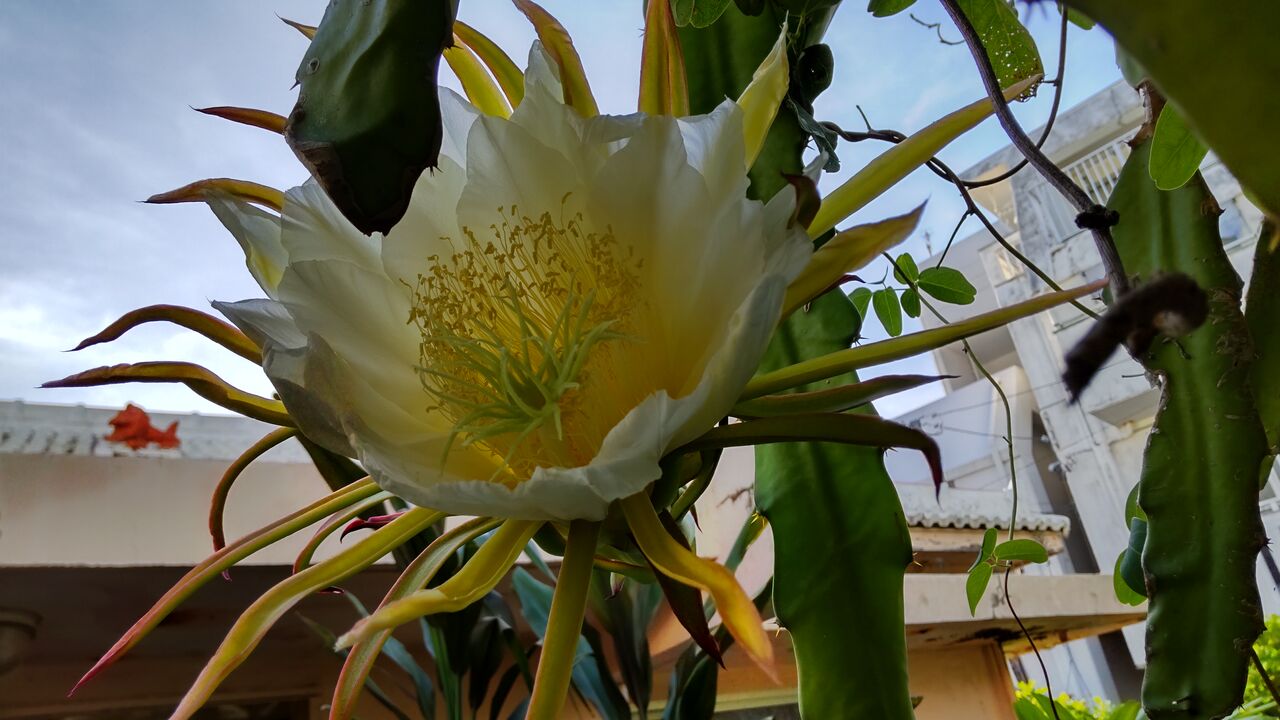 ドラゴンフルーツの花 みいこの部屋