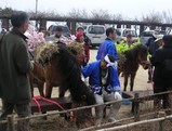花飾りの馬