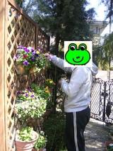 たちがえる