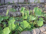 蓮池