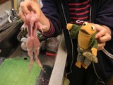 がまくんとかえる