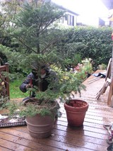 もみの木、前の鉢と
