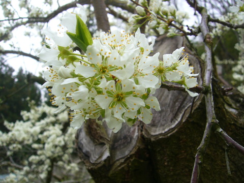 P1060090