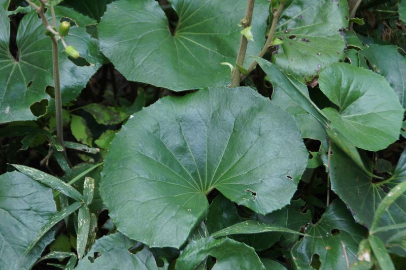 似ている花 ツワブキ マーガレットコスモス カタバミ日々