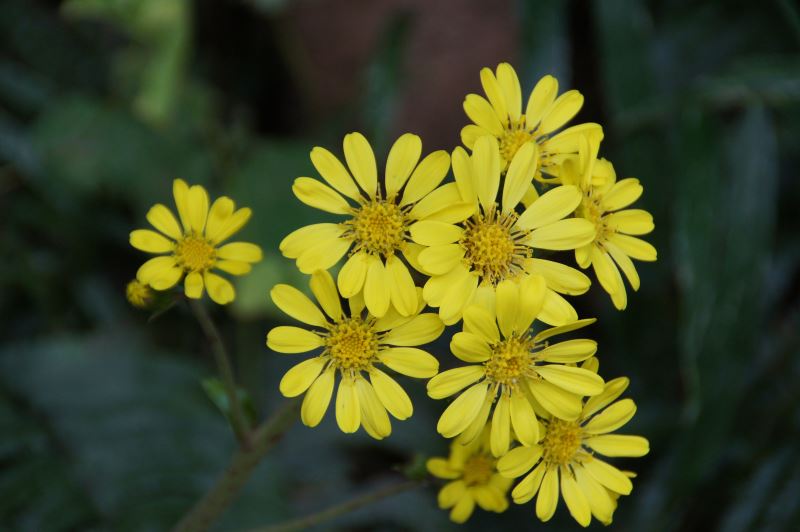 似ている花 ツワブキ マーガレットコスモス カタバミ日々 似ている花 ツワブキ マーガレットコスモス カタバミ日々