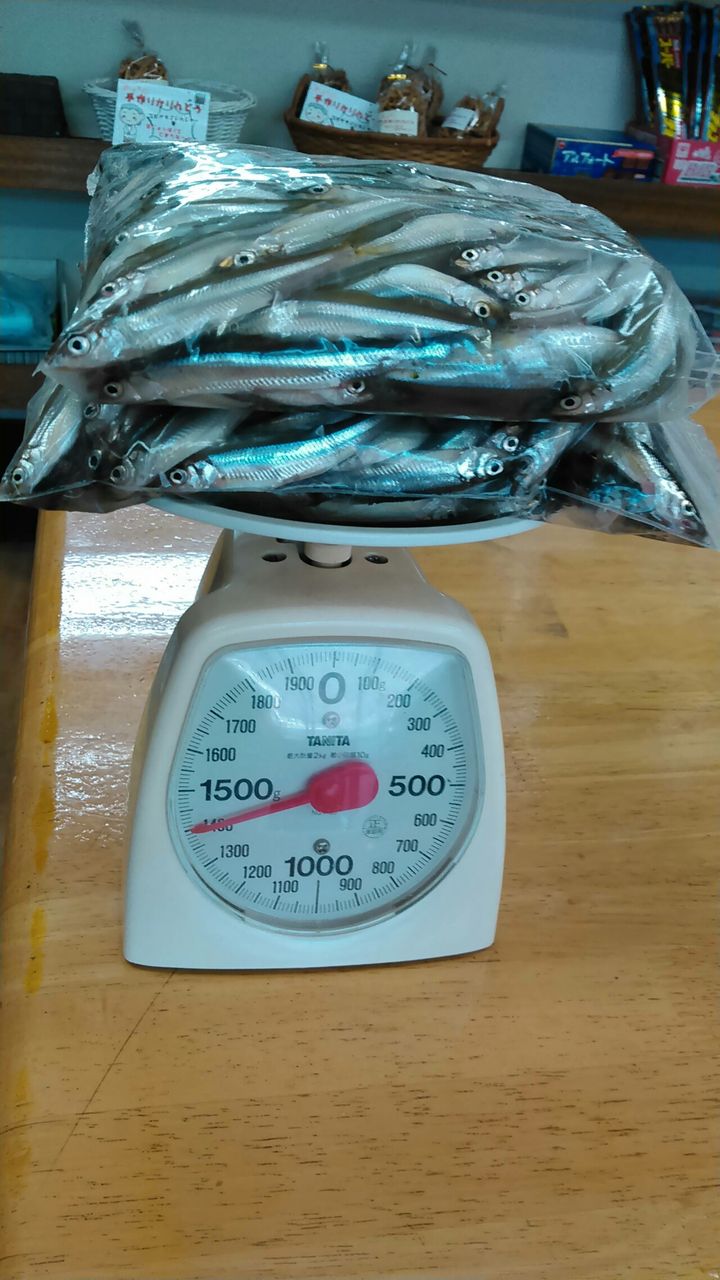 4 8西湖ワカサギ釣行 はぎわかます 4 8西湖ワカサギ釣行 はぎわかます