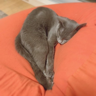 ねこ