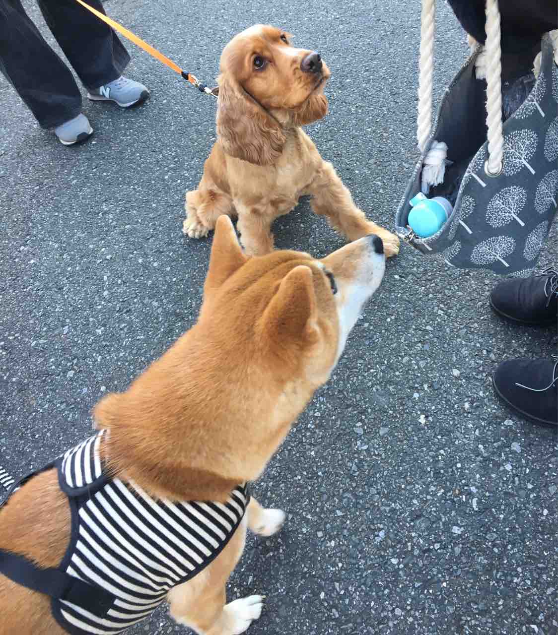 エルモちゃんはビロードの輝き アボちゃんのアボカドブログ