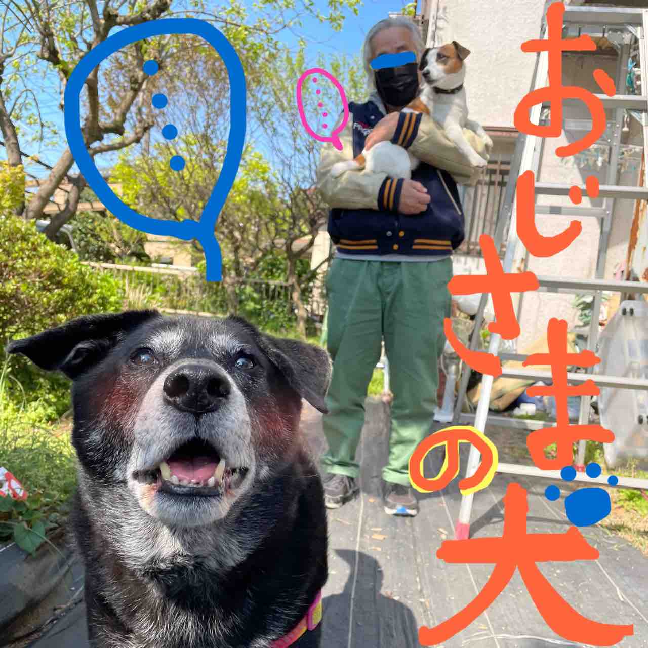 おじさまと犬シリーズ おじさまの犬編 アボちゃんのアボカドブログ おじさまと犬シリーズ おじさまの犬編 アボちゃんのアボカドブログ